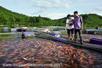 Hà Tĩnh: Tiềm năng nuôi cá lồng ở đập Khe Còi
